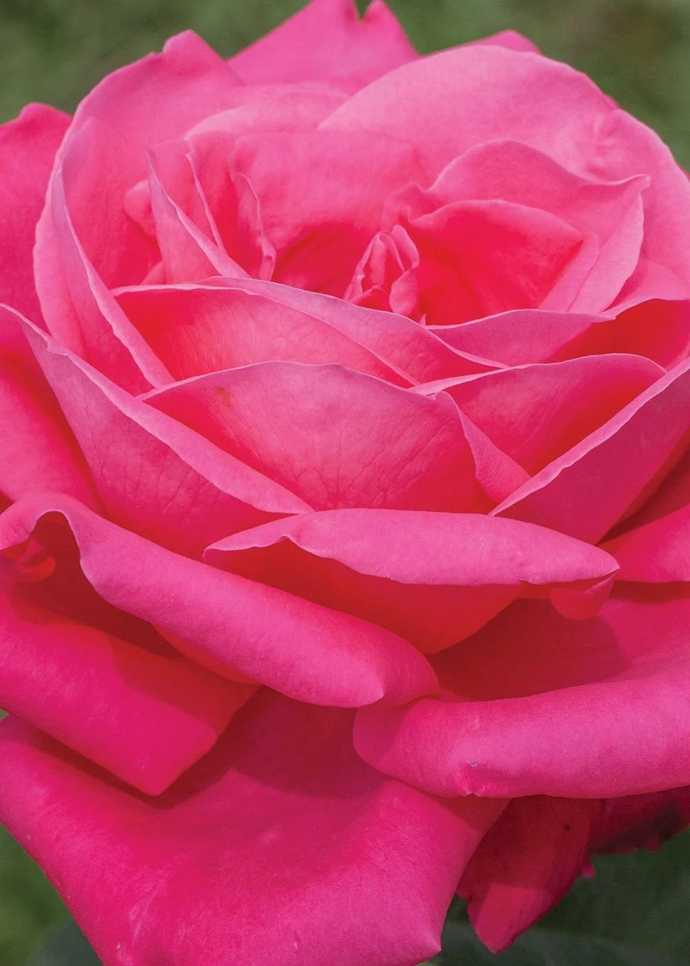 Miss All American Beauty Rose Bare Root (Archived) - Image 2