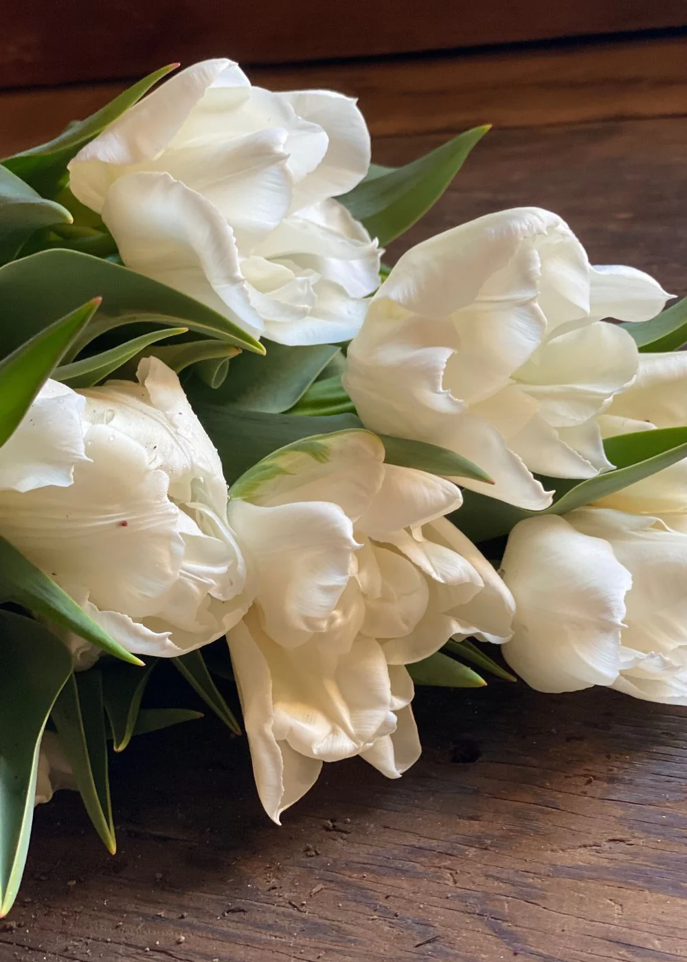 Pre-Cooled Mondial Tulip Bulbs - Image 4