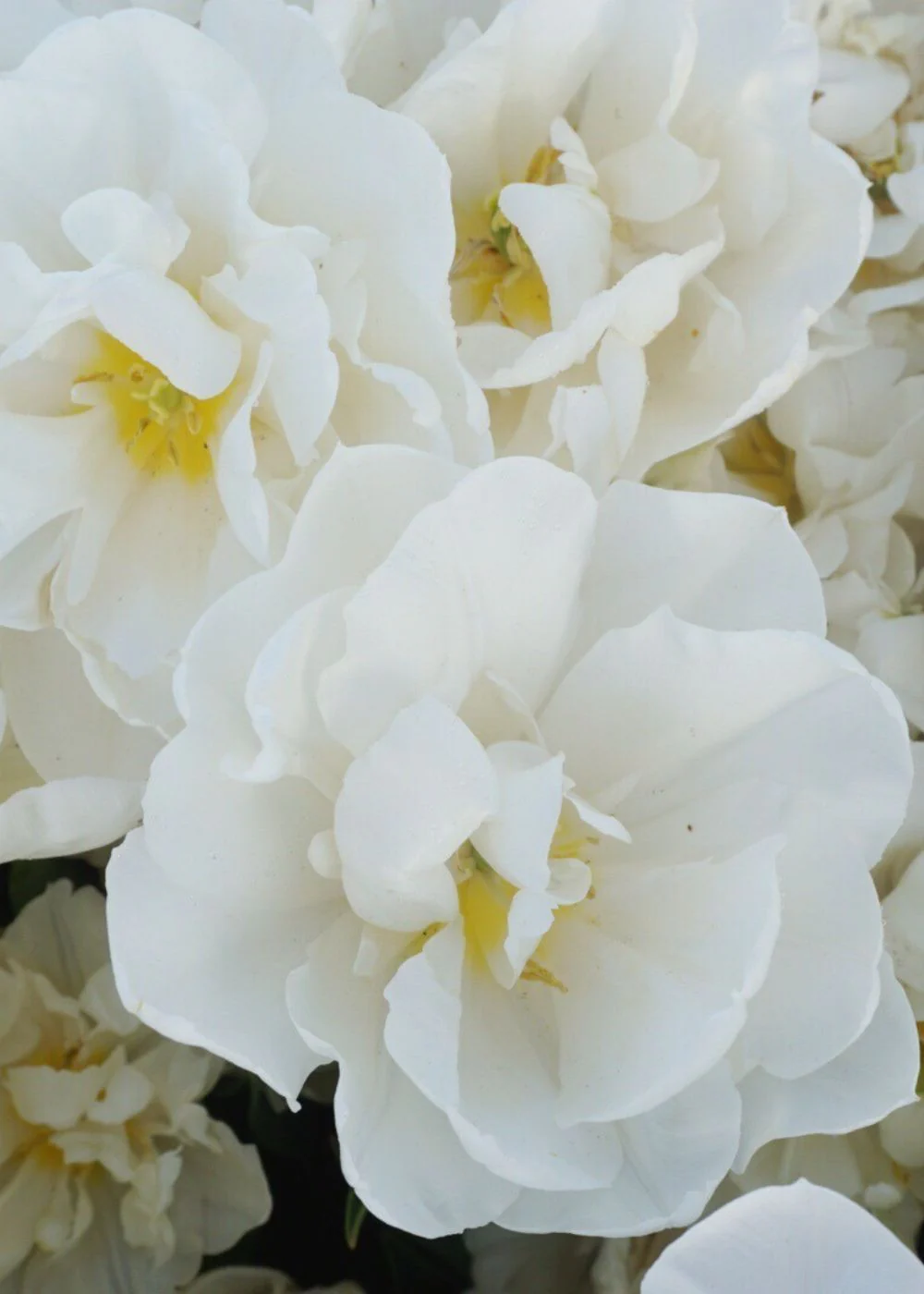Pre-Cooled Mondial Tulip Bulbs - Image 6