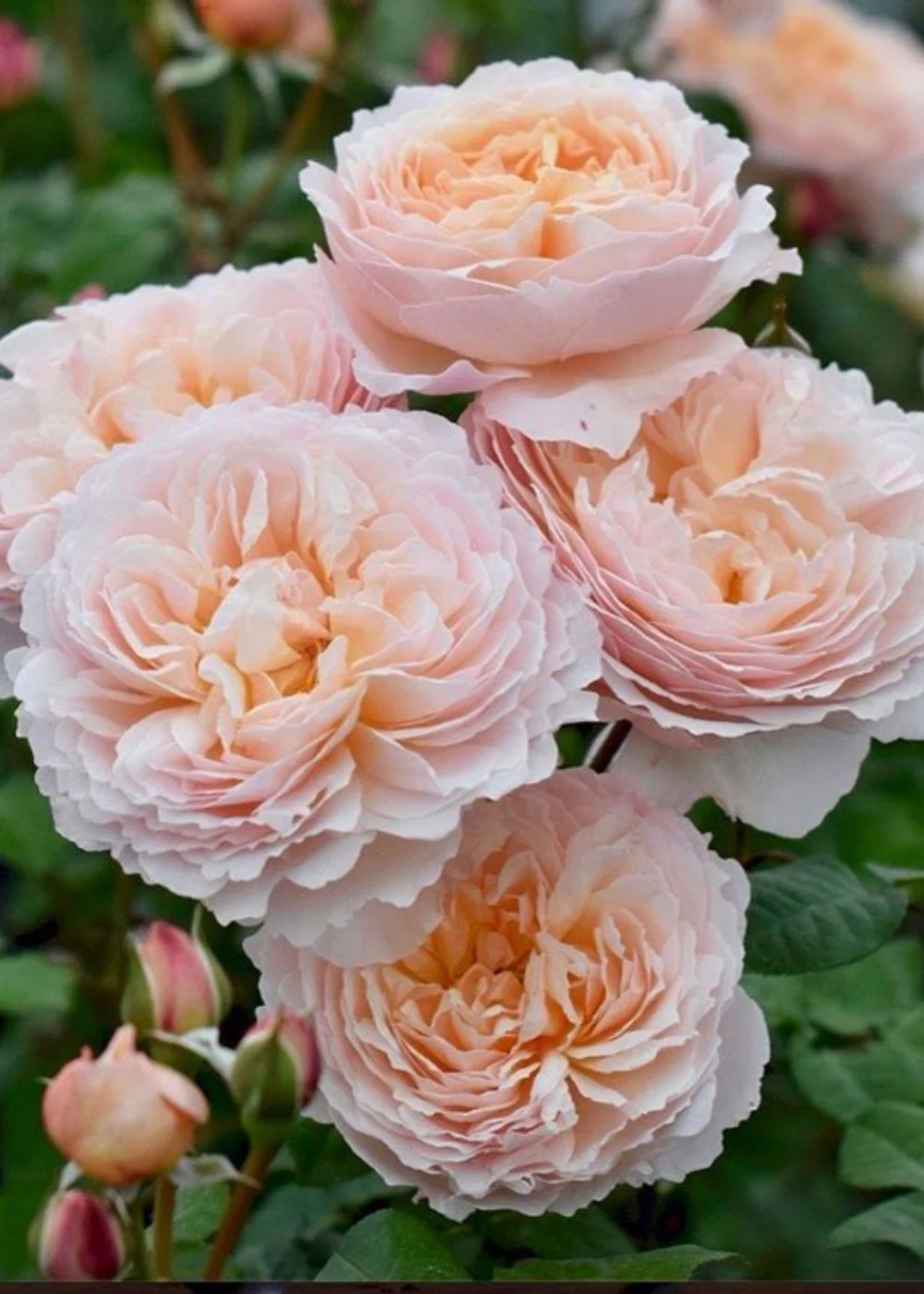 Moonlight in Paris⢠Rose Potted (Archived)