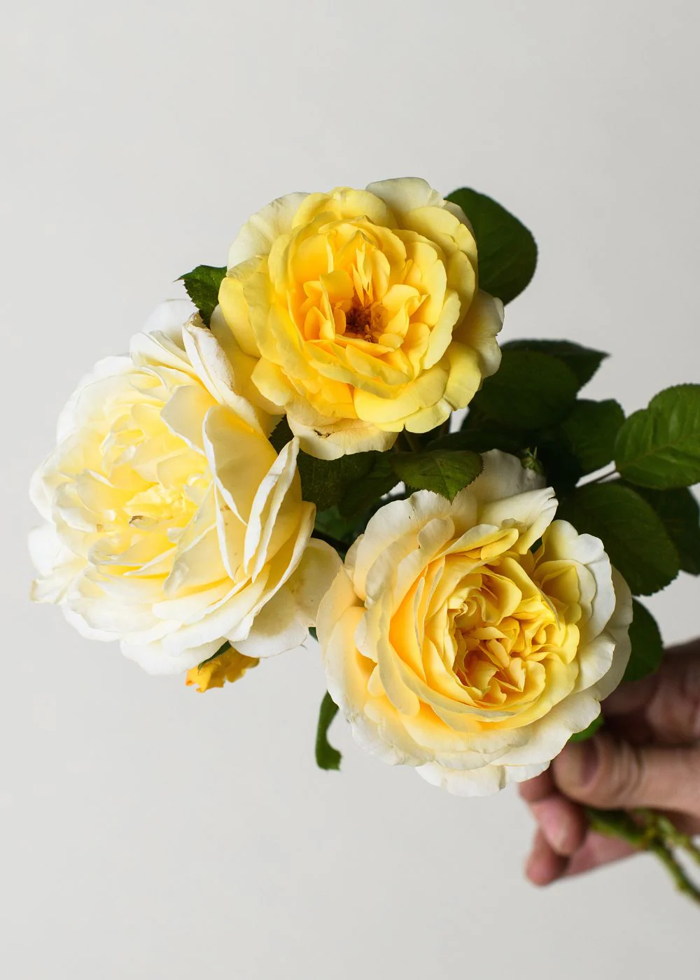 Moonlight Romantica® Rose Bare Root (Archived)
