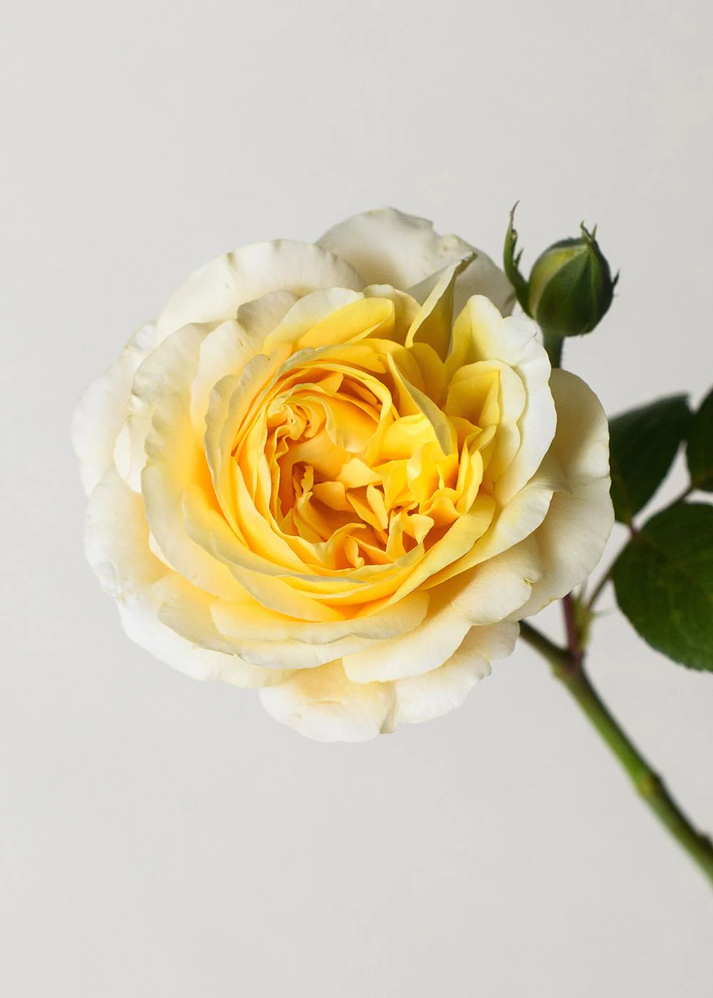 Moonlight Romantica® Rose Bare Root (Archived) - Image 2