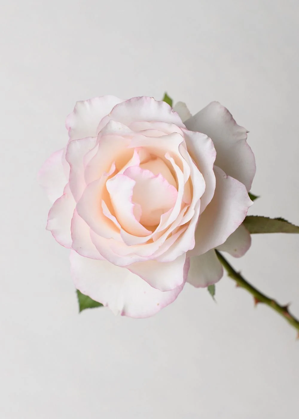 Moonstone™ Rose Bare Root - Image 2