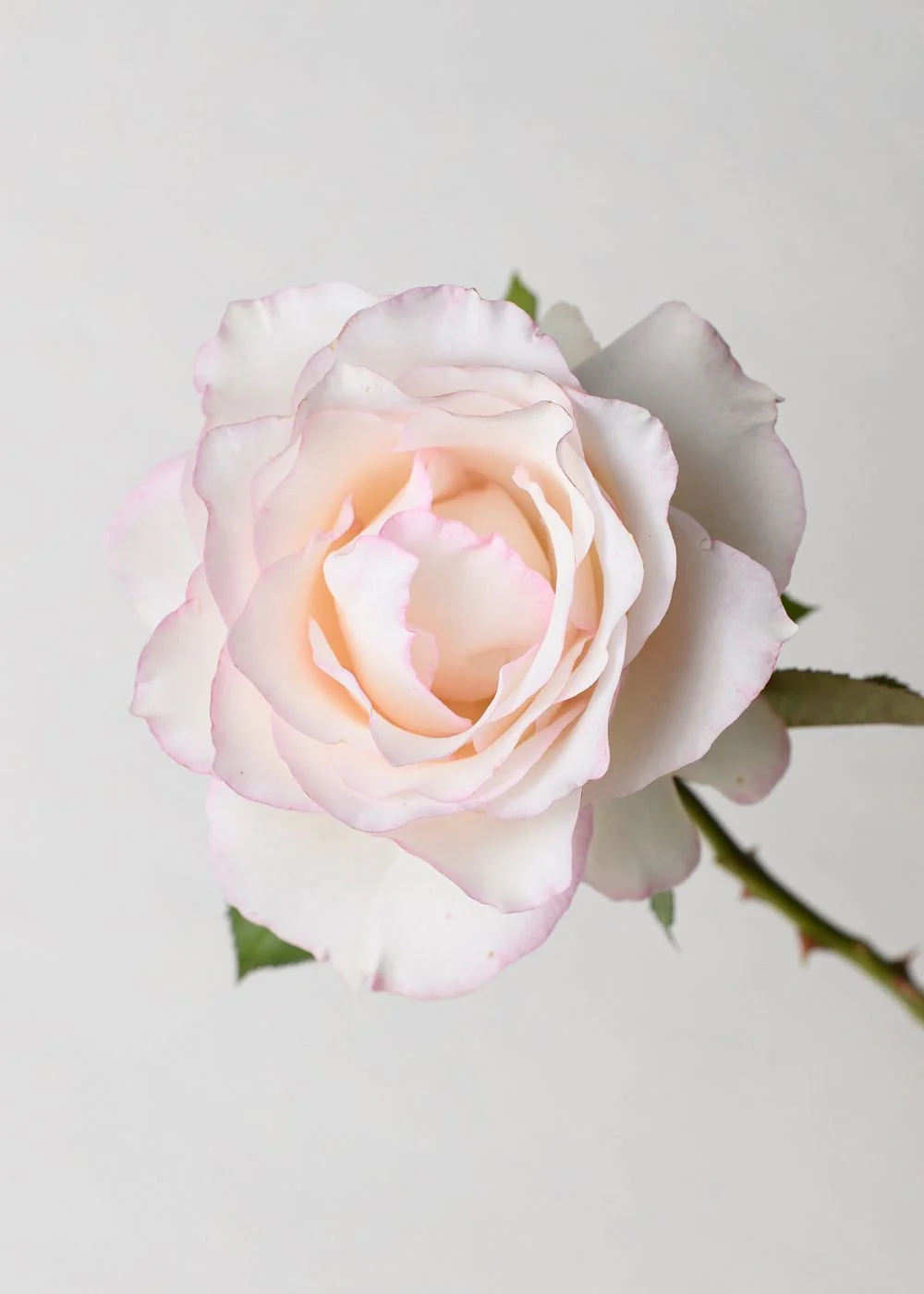 Moonstone™ Rose Potted - Image 3