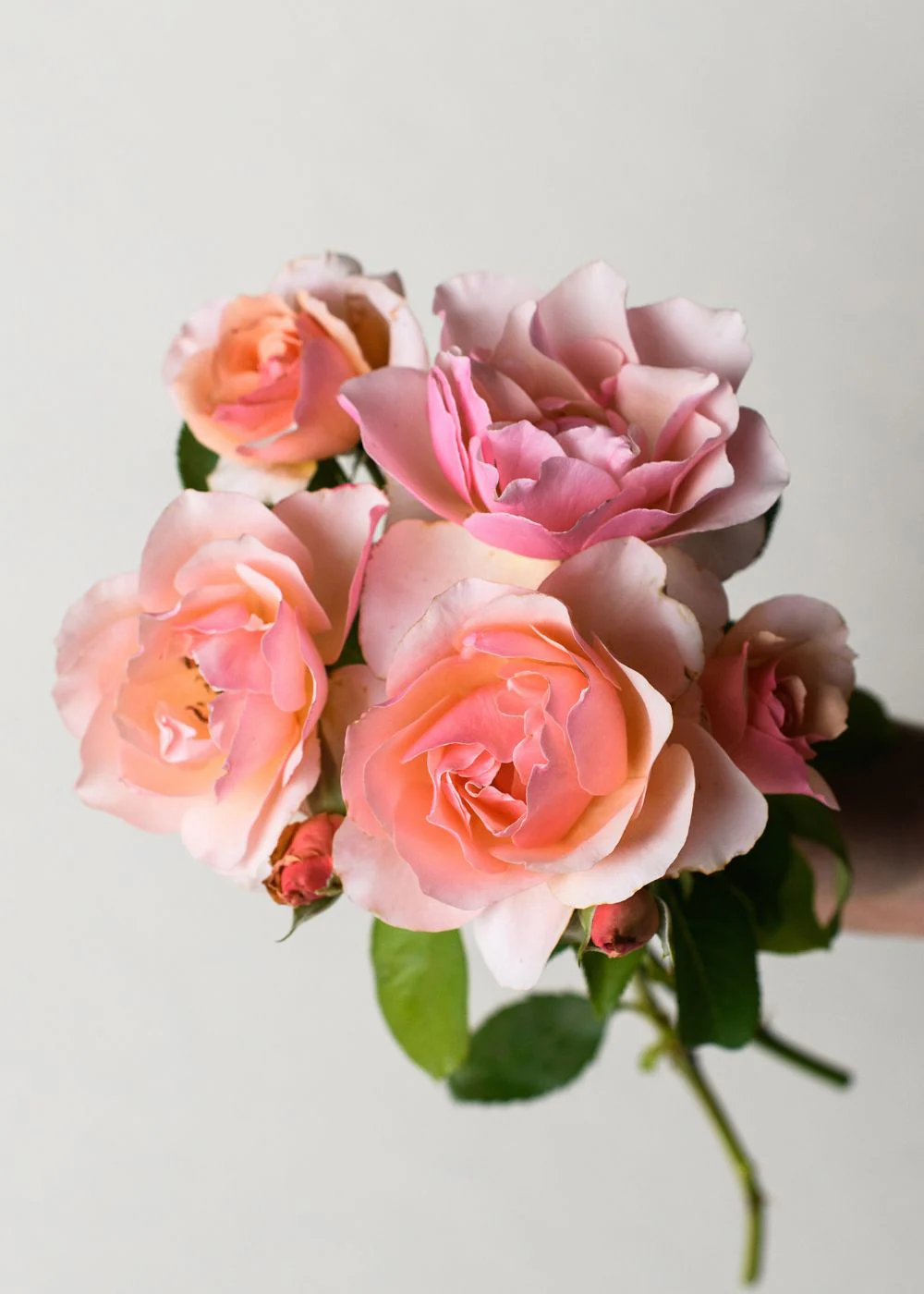 Mother of PearlĀ® Rose Bare Root (Archived)