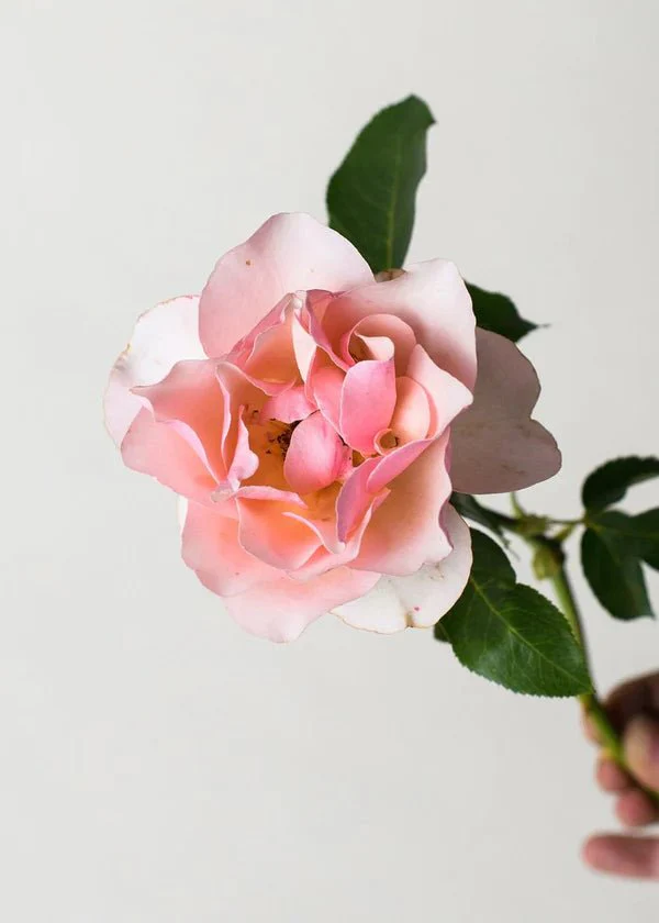 Mother of PearlĀ® Rose Potted (Archived) - Image 2