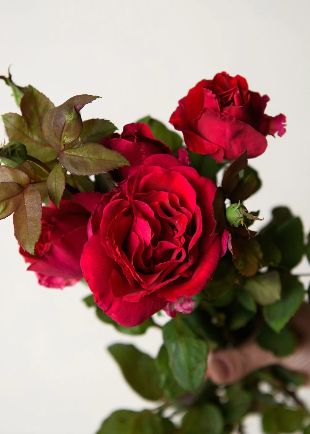 Mr. Lincoln Rose Bare Root (Archived)