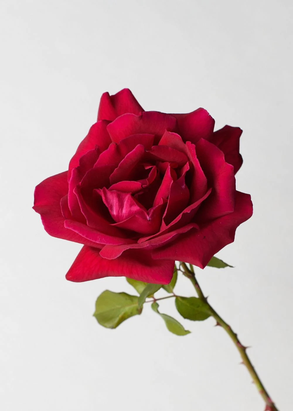 Mr. Lincoln Rose Bare Root (Archived) - Image 2
