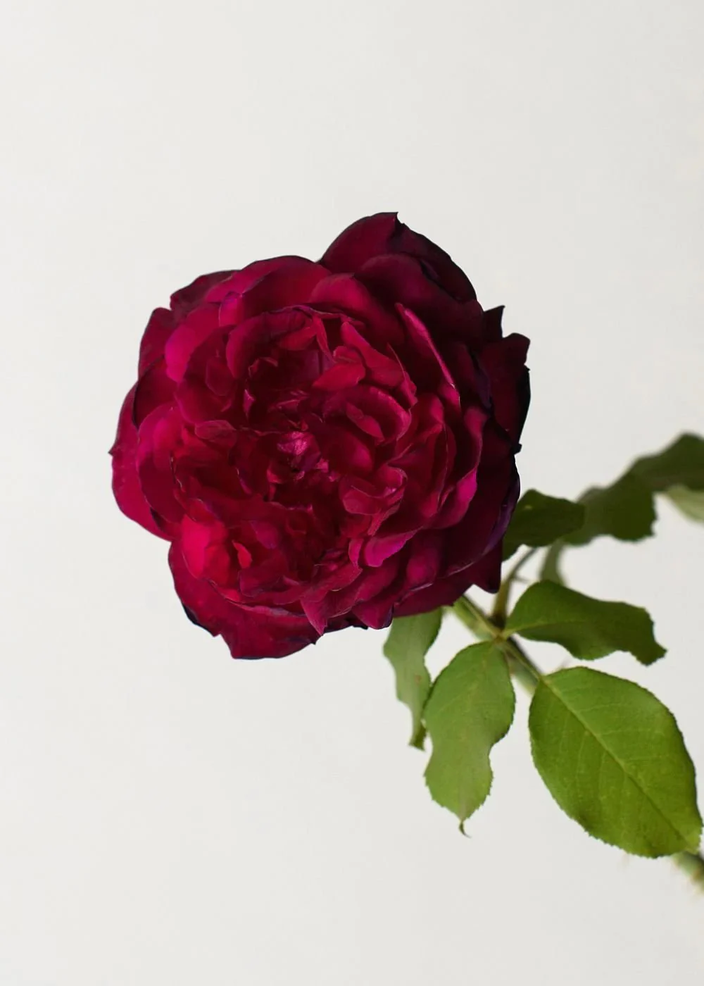 Munstead Wood Rose Potted (Archived)