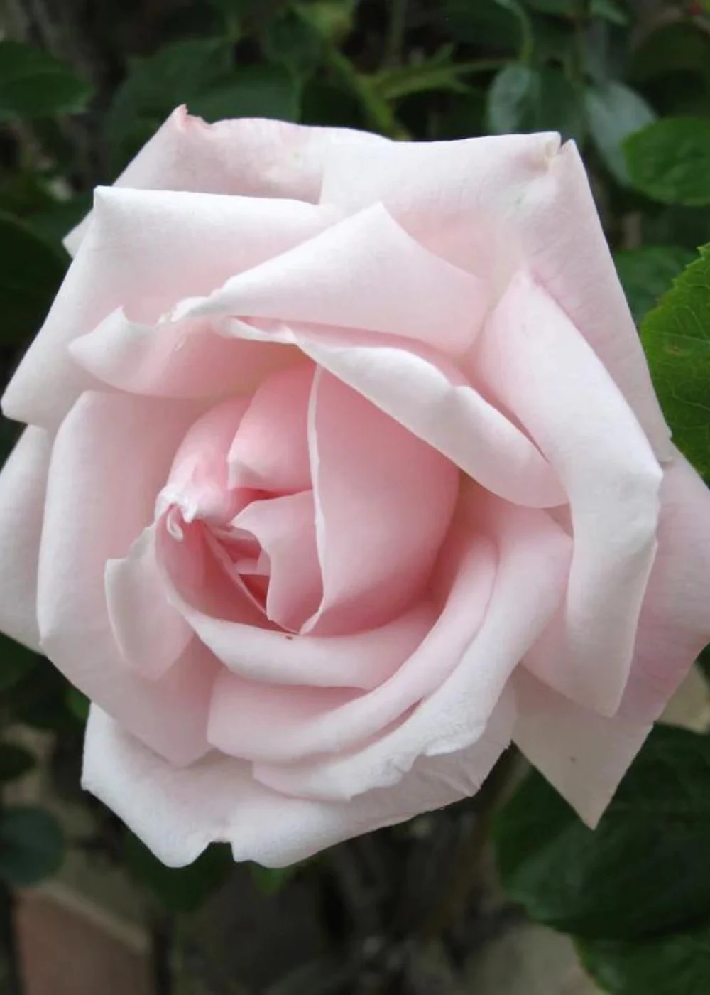 New Dawn Climbing Rose Bare Root (Archived)