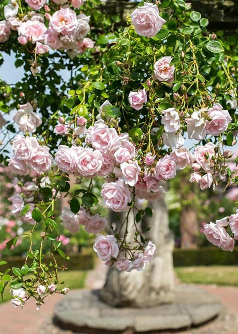 New Dawn Climbing Rose Bare Root (Archived) - Image 2