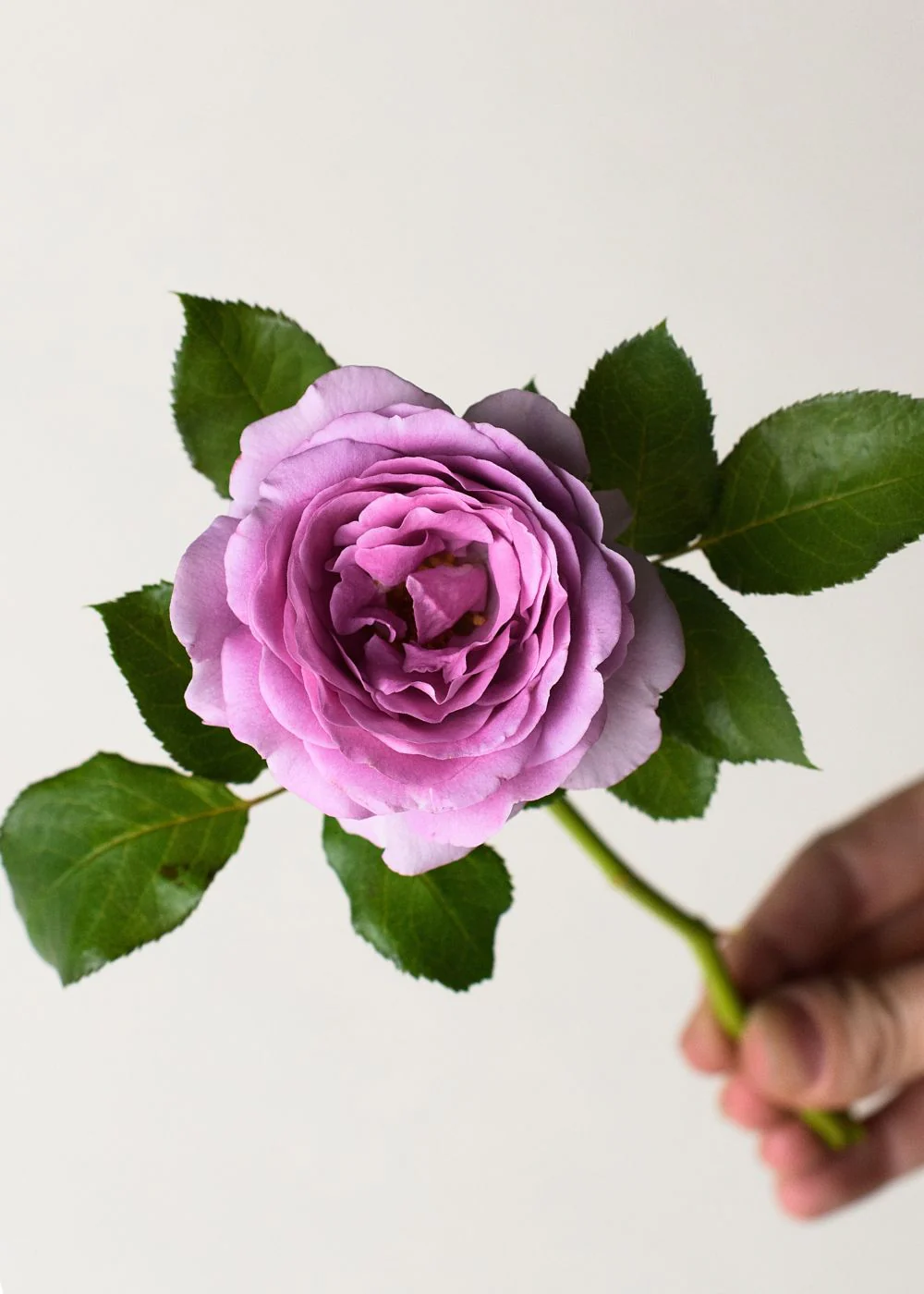 Nicole Carol Miller Rose Bare Root (Archived) - Image 2