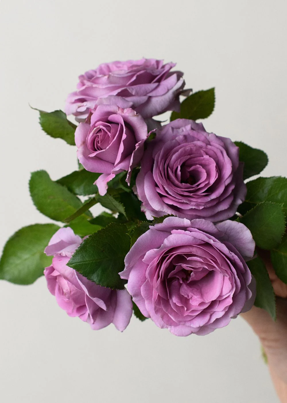 Nicole Carol Miller Rose Potted (Archived)