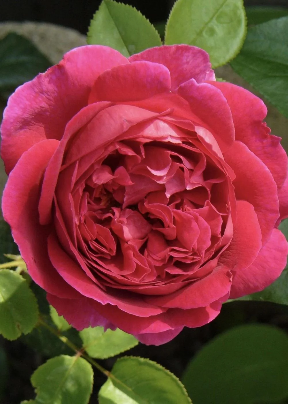 Othello Rose Bare Root (Archived)