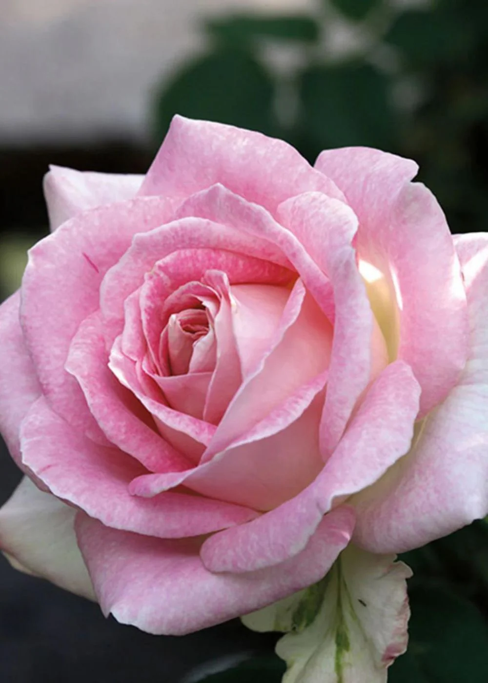 Painted Porcelain™ Rose Bare Root (Archived)