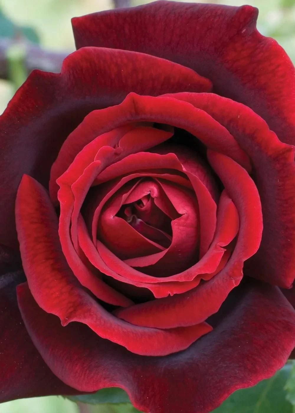 Papa Meilland® Rose Bare Root (Archived)