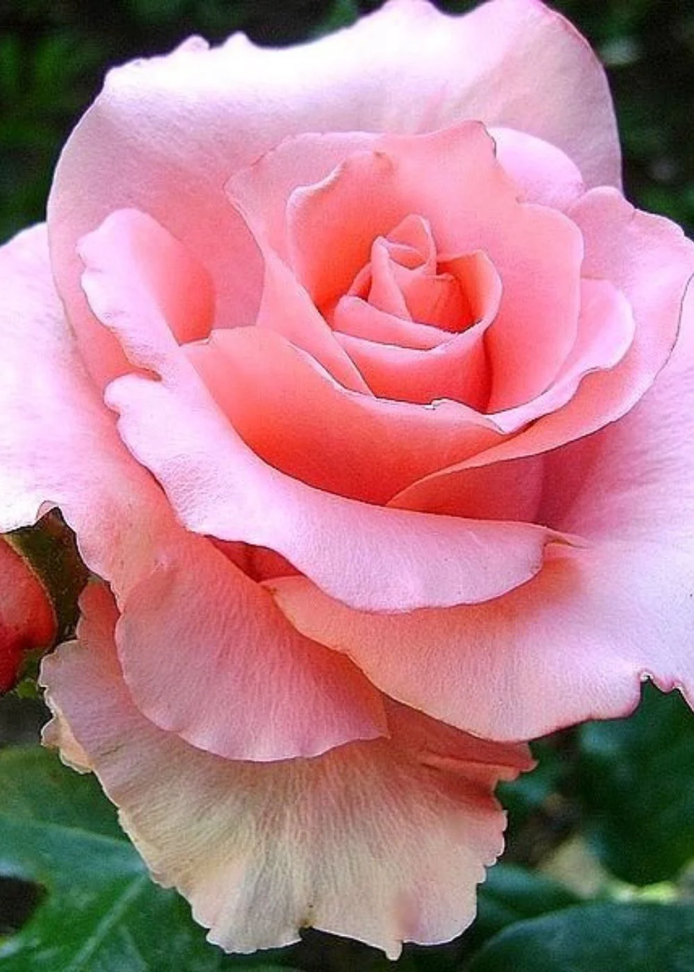Paris D'Yves St. Laurent Rose Bare Root (Archived)