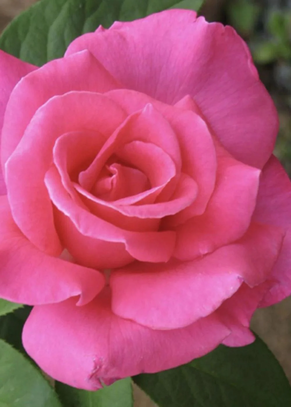 Perfume Delight™ Bare Root Rose (Archived)