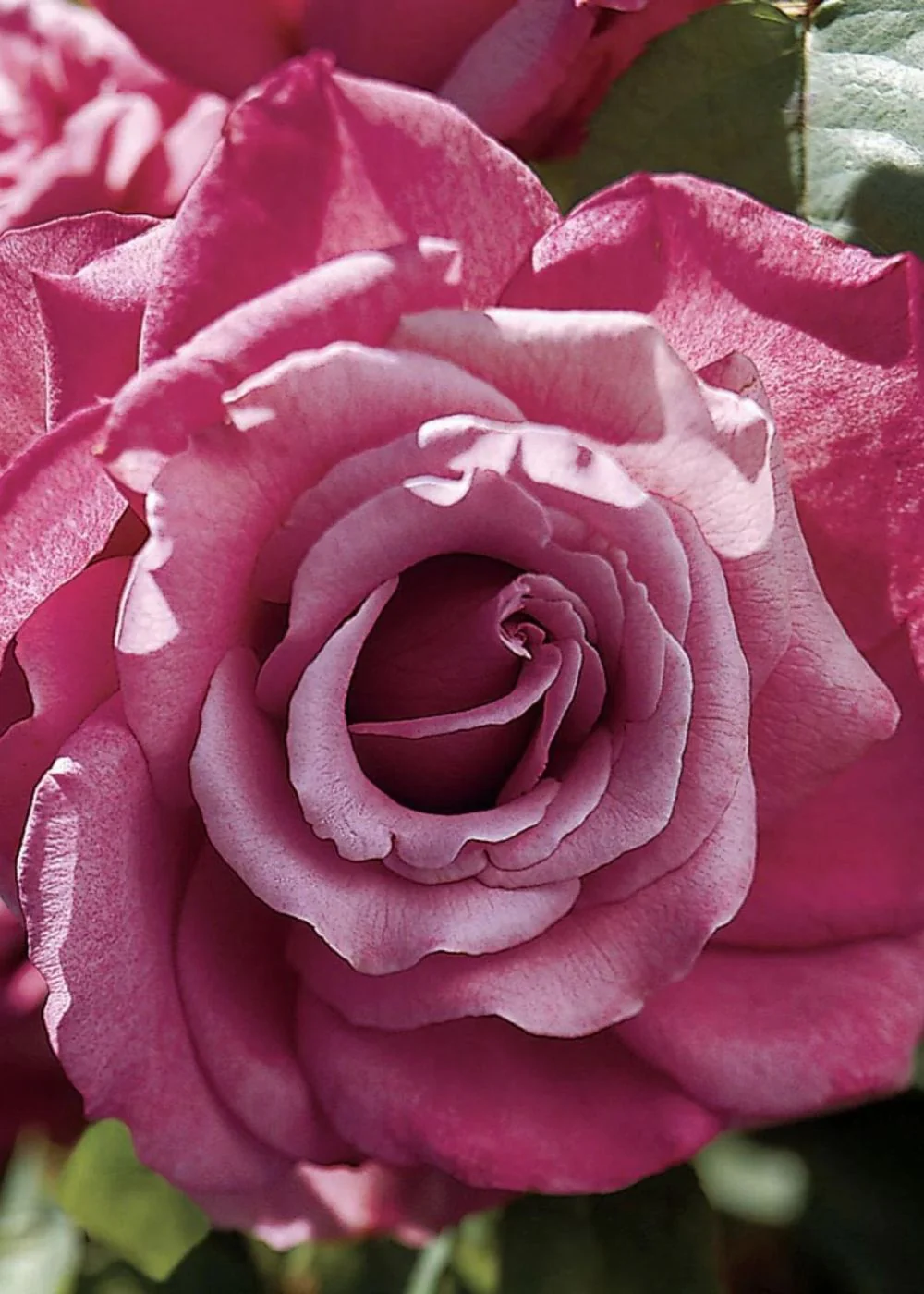 Perfume Factory™ Rose Bare Root (Archived)