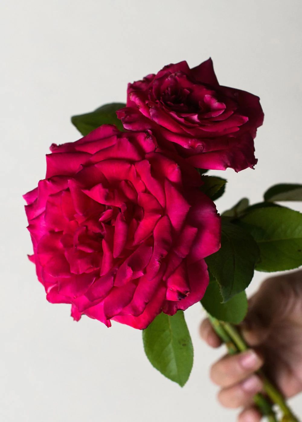 Peter Mayle™ Rose Bare Root (Archived)