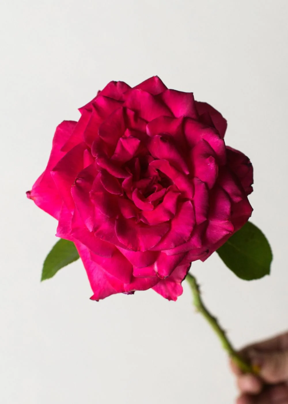 Peter Mayle™ Rose Bare Root (Archived) - Image 2