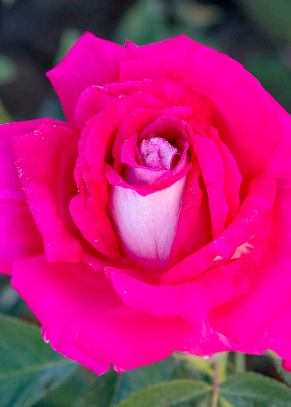 Picture Perfect™ Rose Potted
