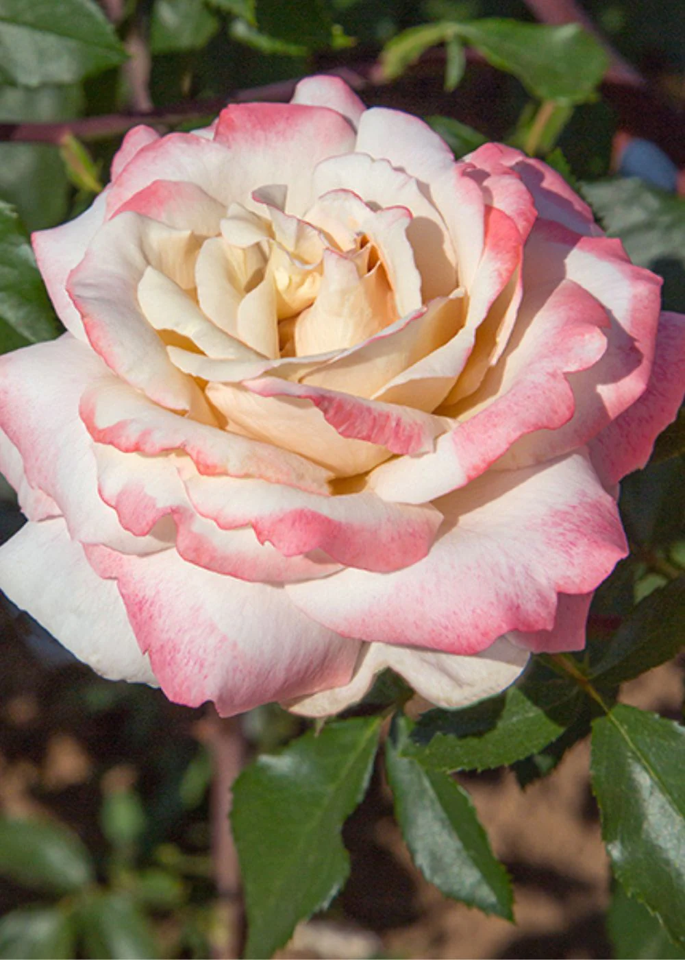 Pinkerbelle™ Rose Bare Root (Archived)
