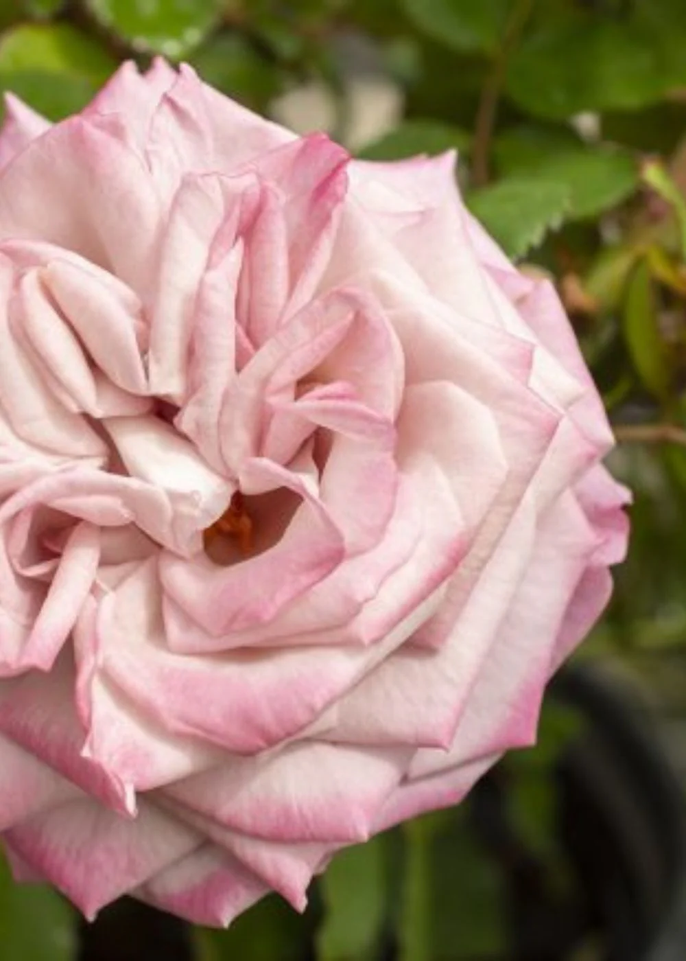 Pinkerbelle™ Rose Bare Root (Archived) - Image 2