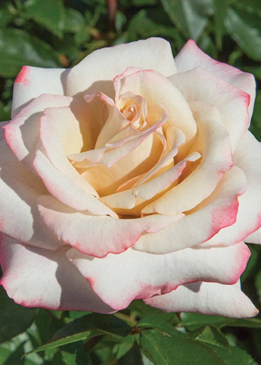Pinkerbelle™ Rose Bare Root (Archived) - Image 3