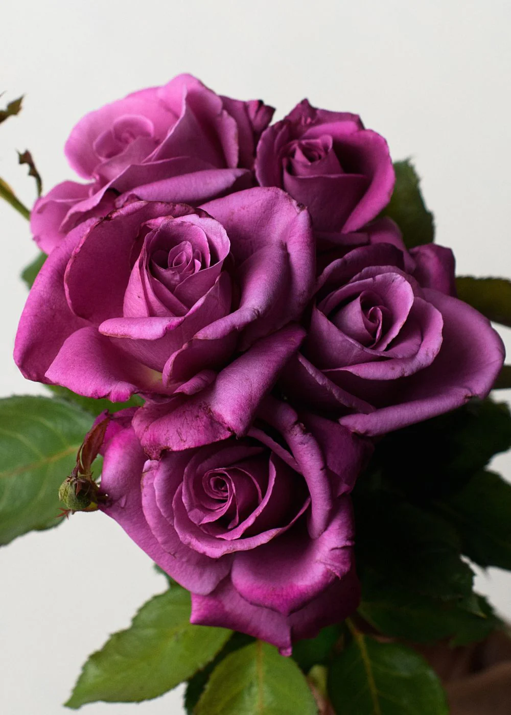 Sunbelt® Plum Perfect Rose Bare Root (Archived)