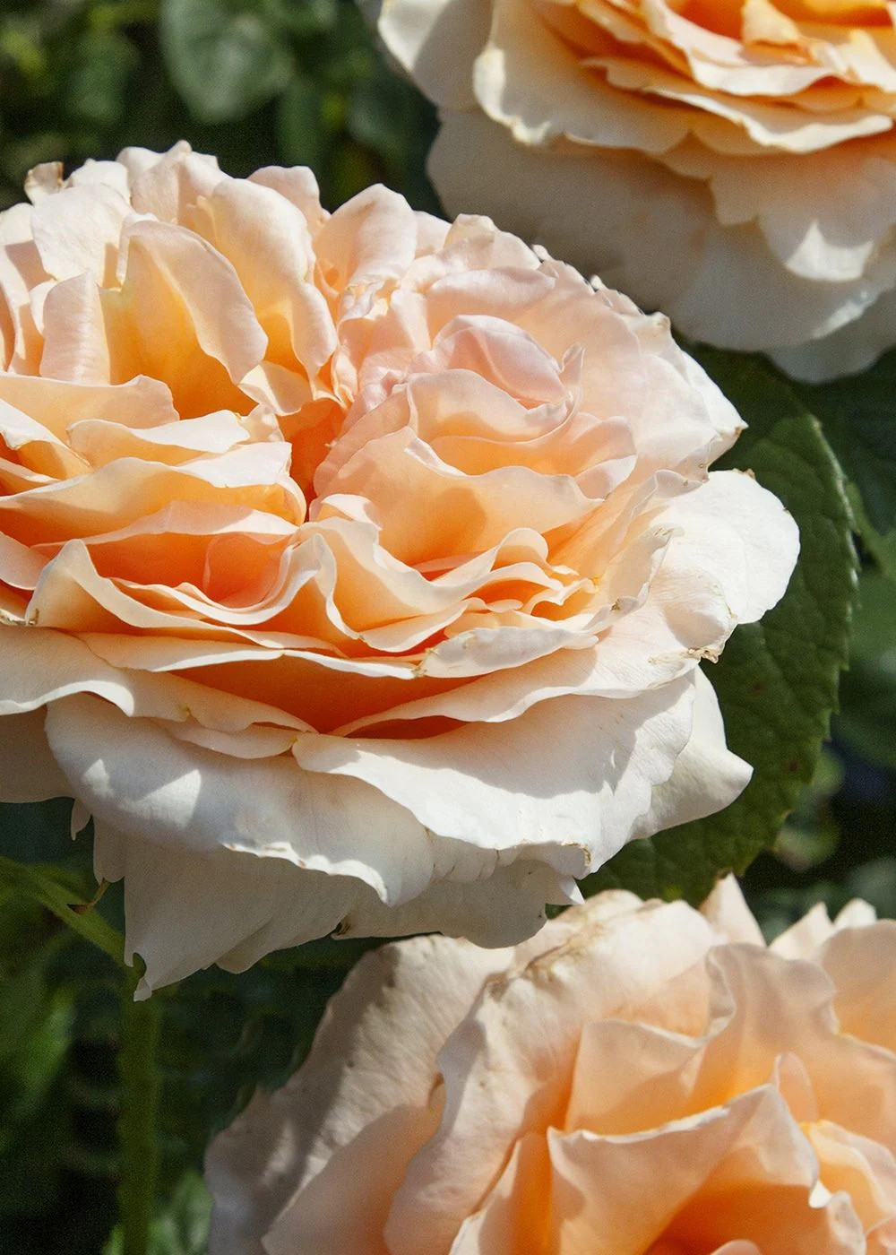 Polka™ Climbing Rose Bare Root (Archived) - Image 2