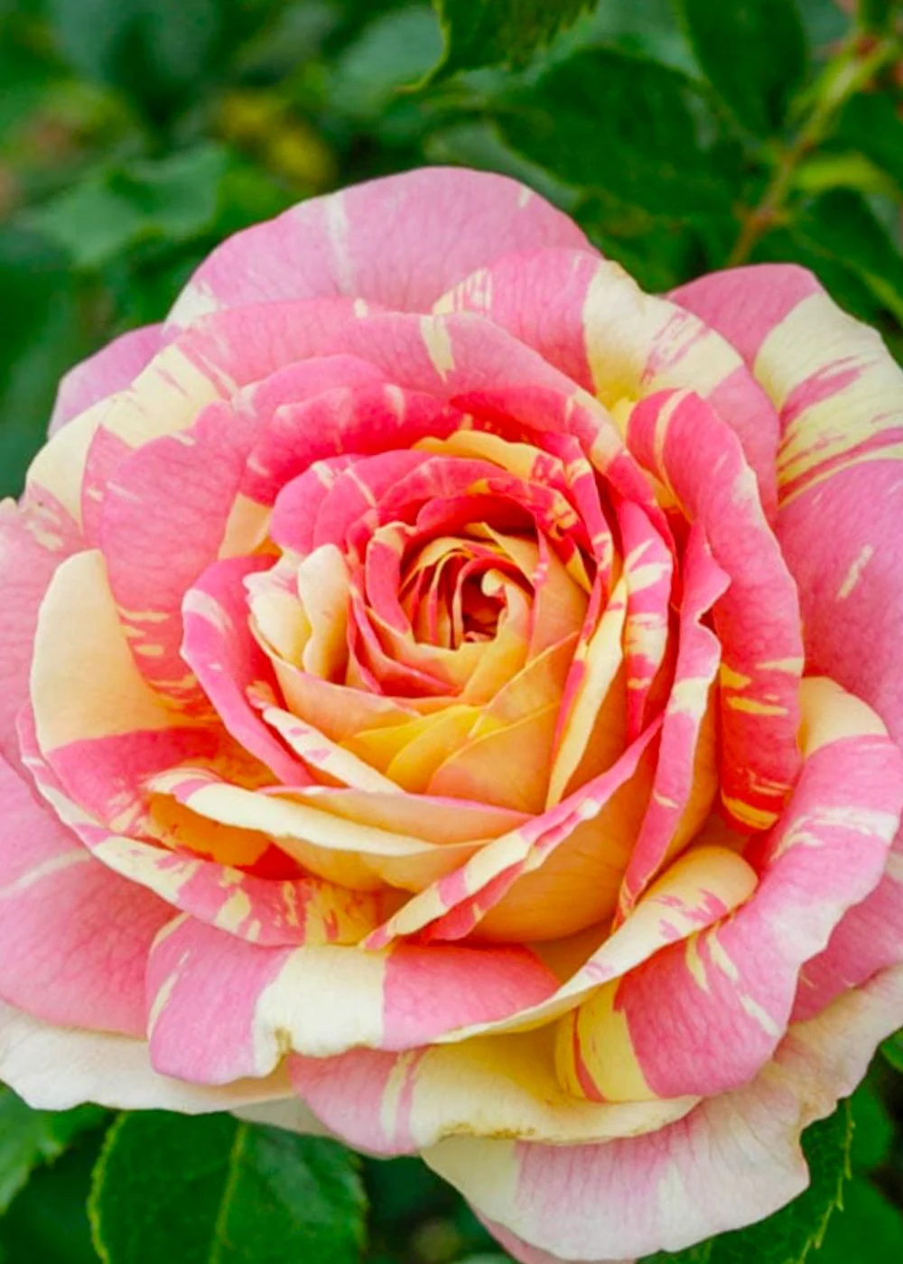 Pop Art™ Rose Potted (Archived)