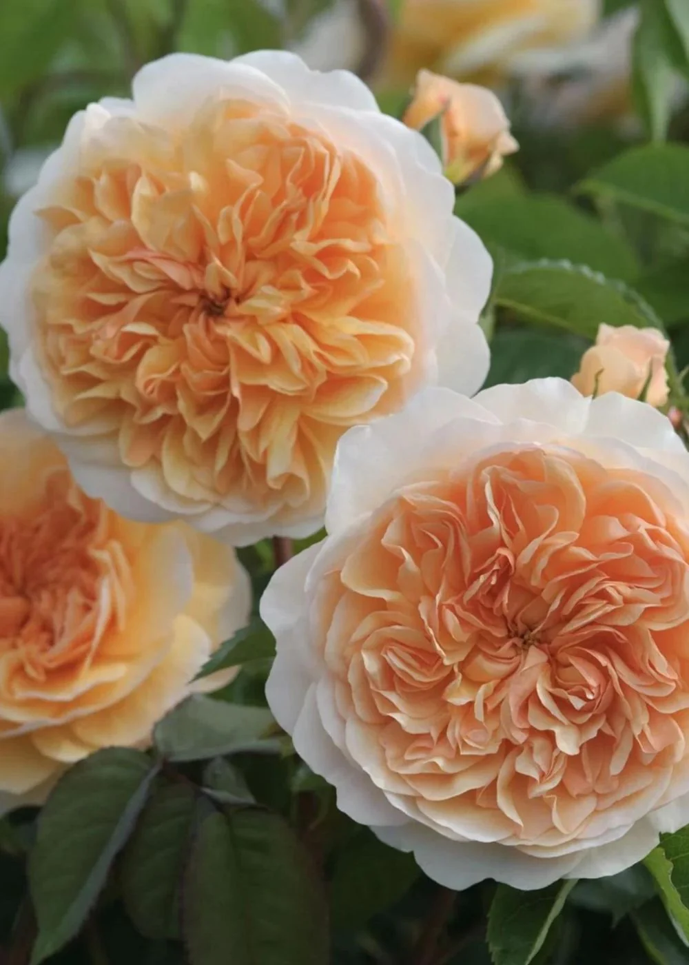 Port Sunlight Rose Bare Root (Archived)