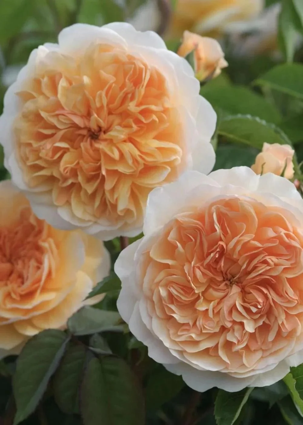 Port Sunlight Rose Potted (Archived)