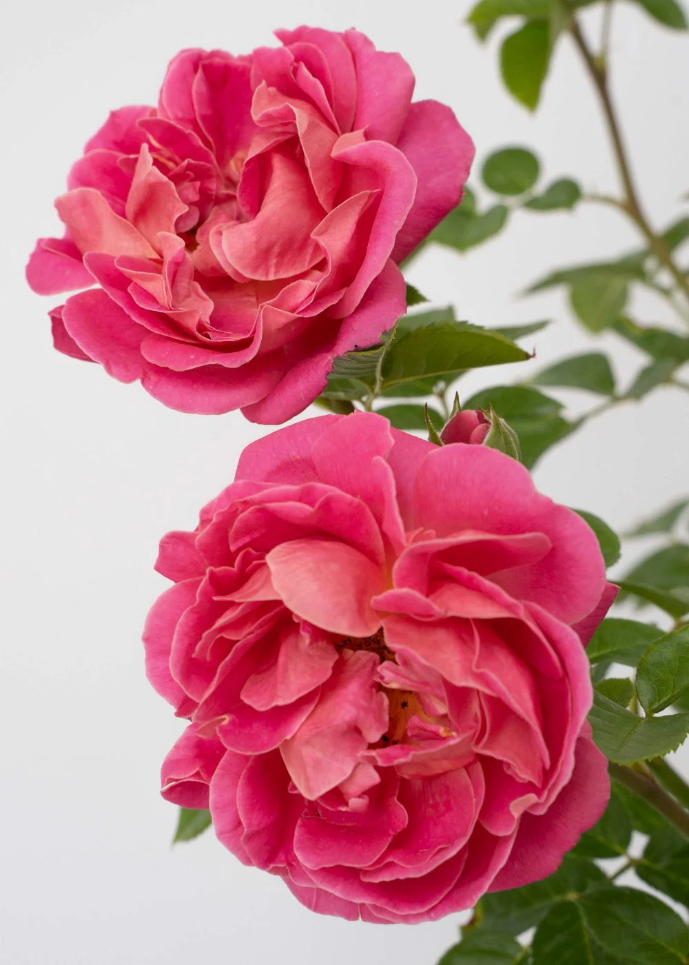 PowerPuff™ Pink Rose Potted (Archived)