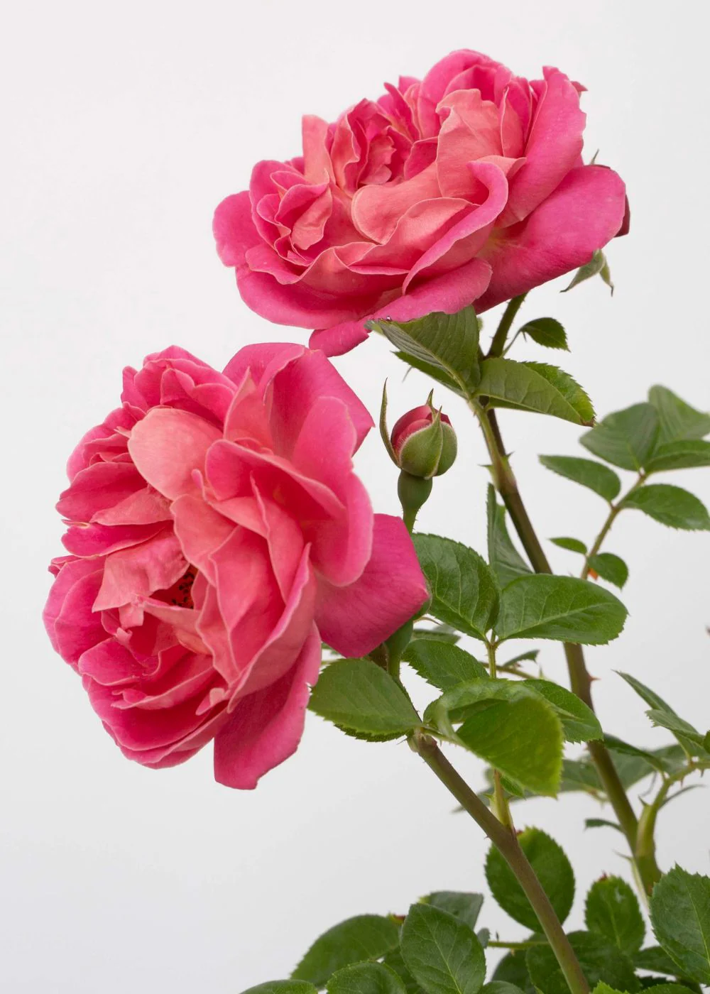 PowerPuff™ Pink Rose Potted (Archived) - Image 2