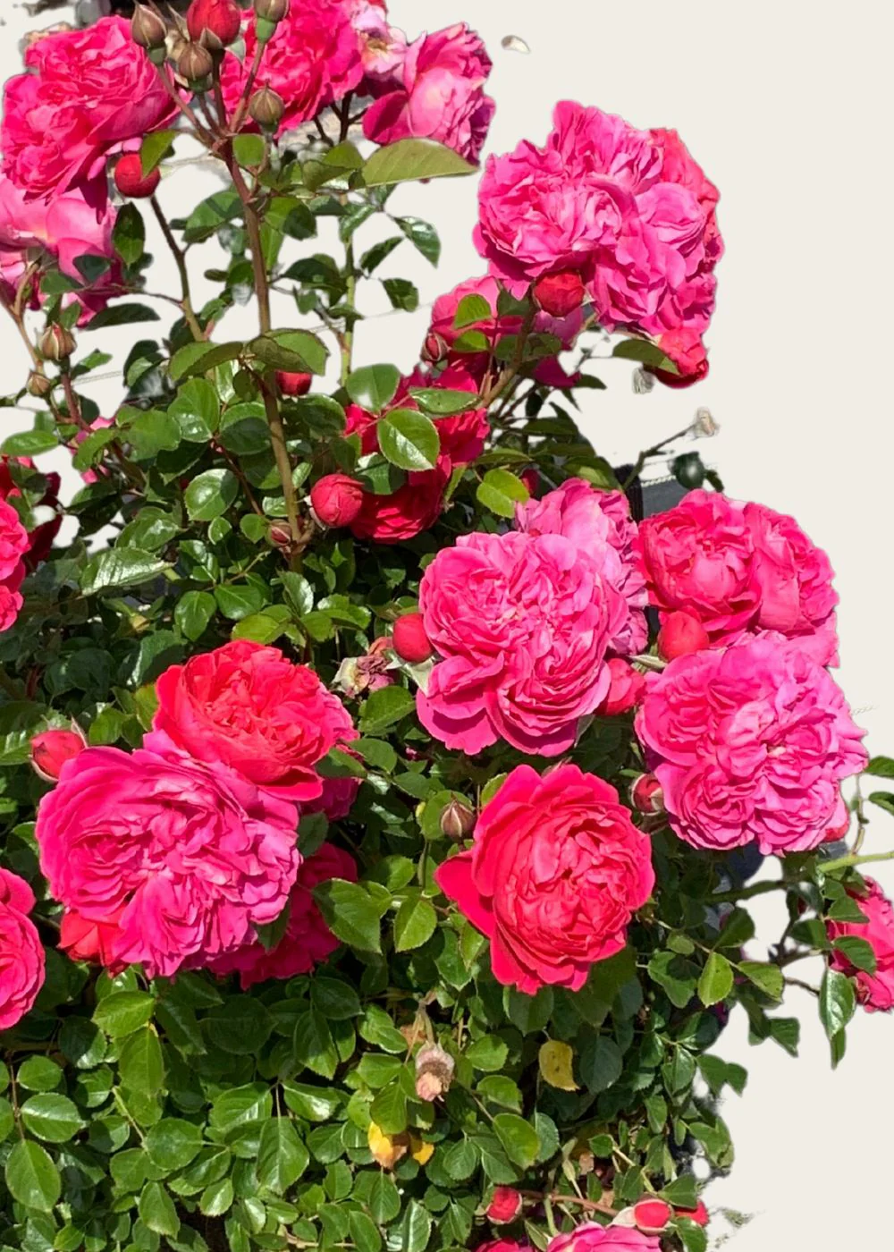 PowerPuff™ Pink Rose Potted (Archived) - Image 3