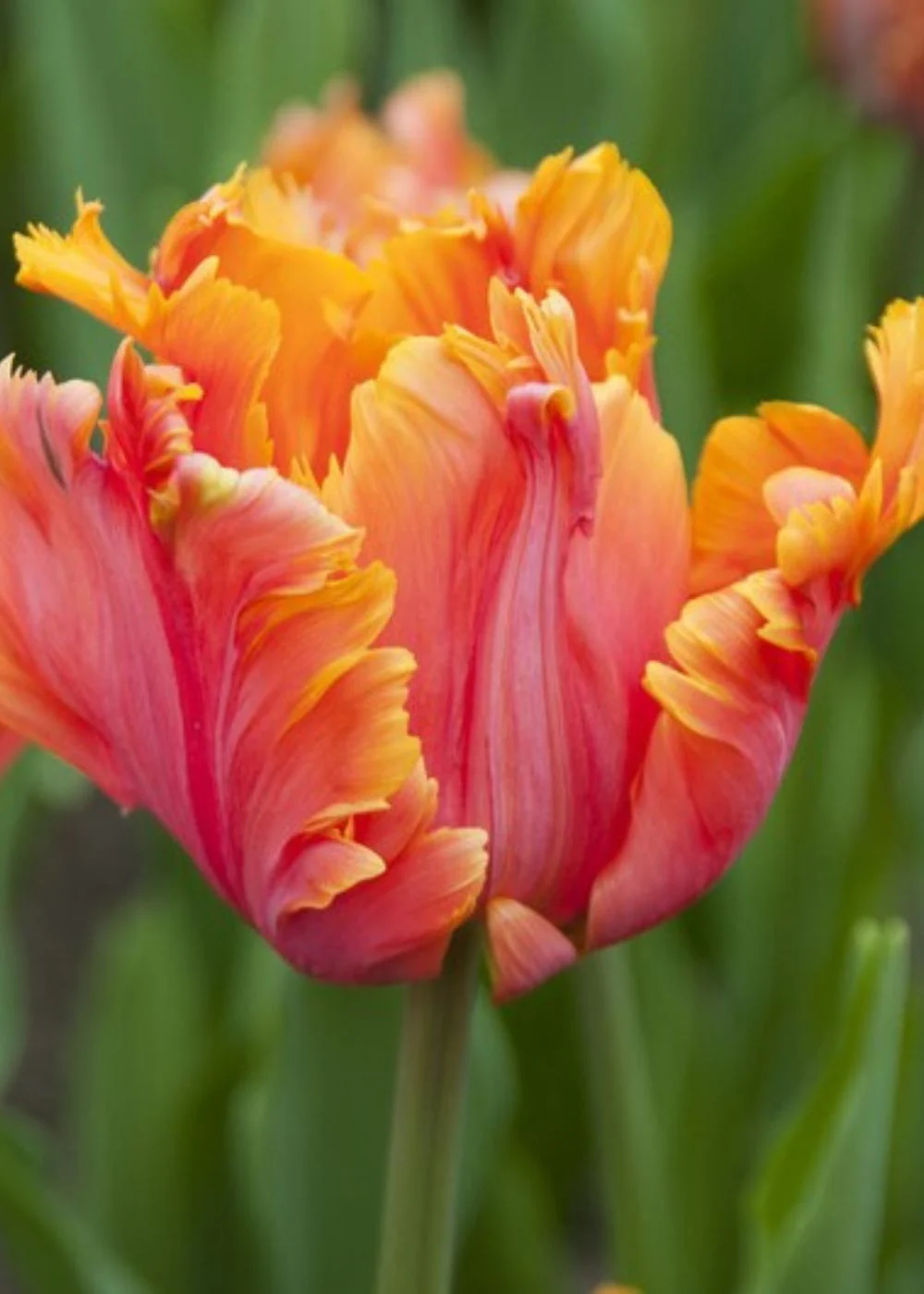 Pre-Cooled Avignon Parrot Tulip Bulbs