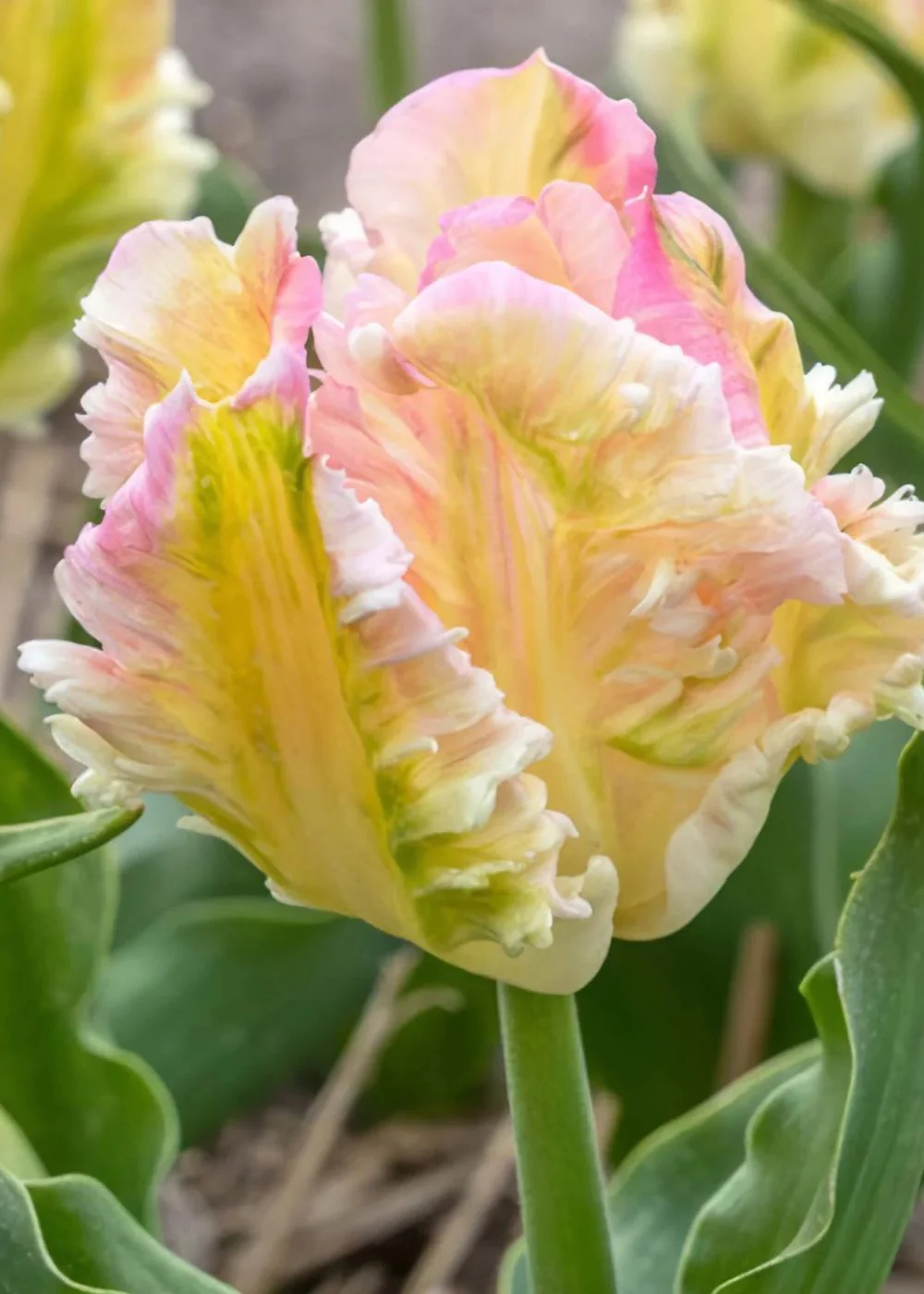 Pre-Cooled Cabanna Parrot Tulip Bulbs