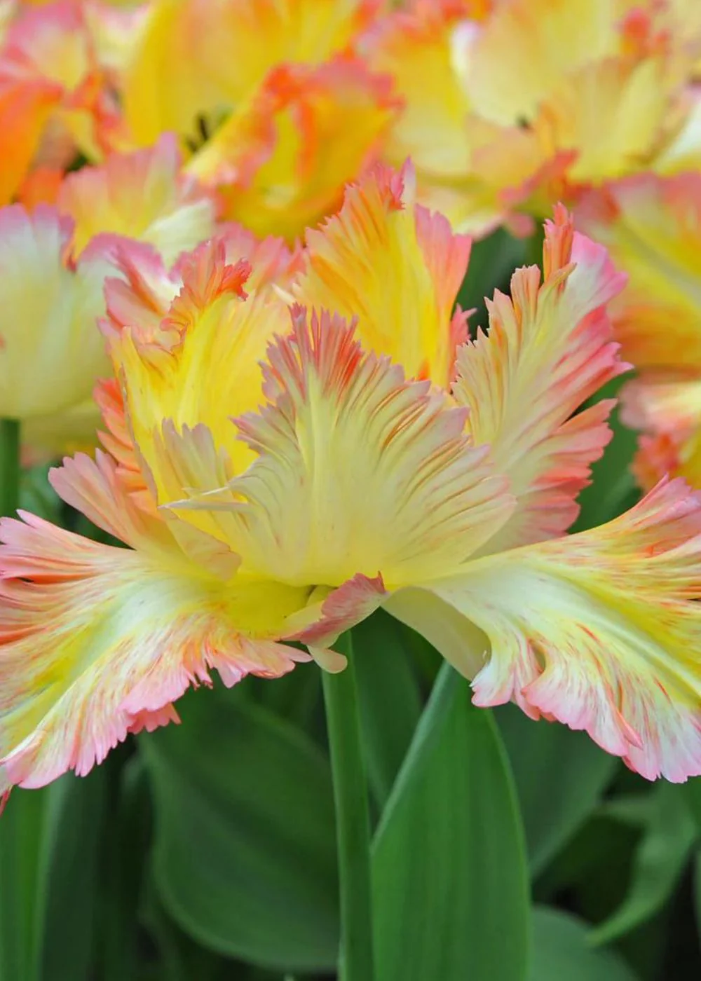 Pre-Cooled Caribbean Parrot Tulip Bulbs
