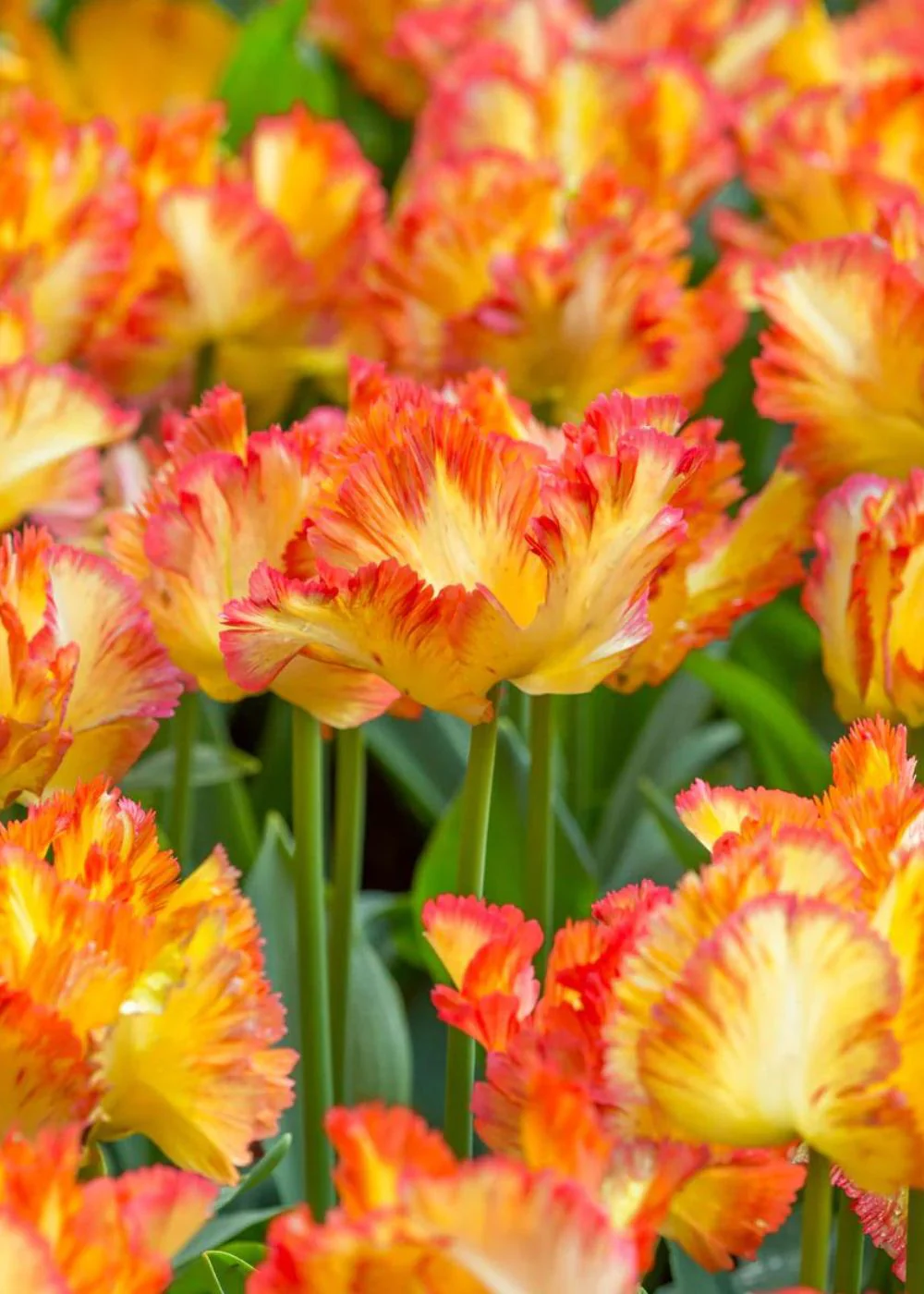 Pre-Cooled Caribbean Parrot Tulip Bulbs - Image 2