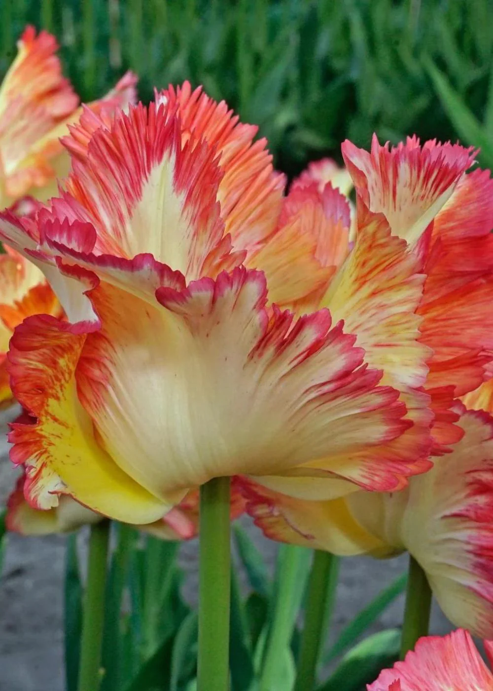 Pre-Cooled Caribbean Parrot Tulip Bulbs - Image 3