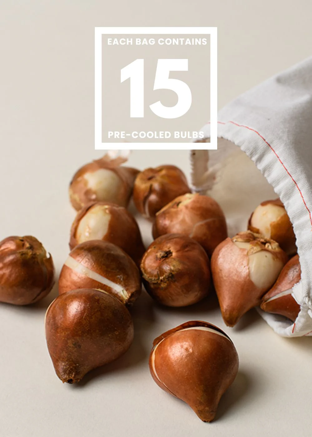 Pre-Cooled Double Shake Tulip Bulbs - Image 3