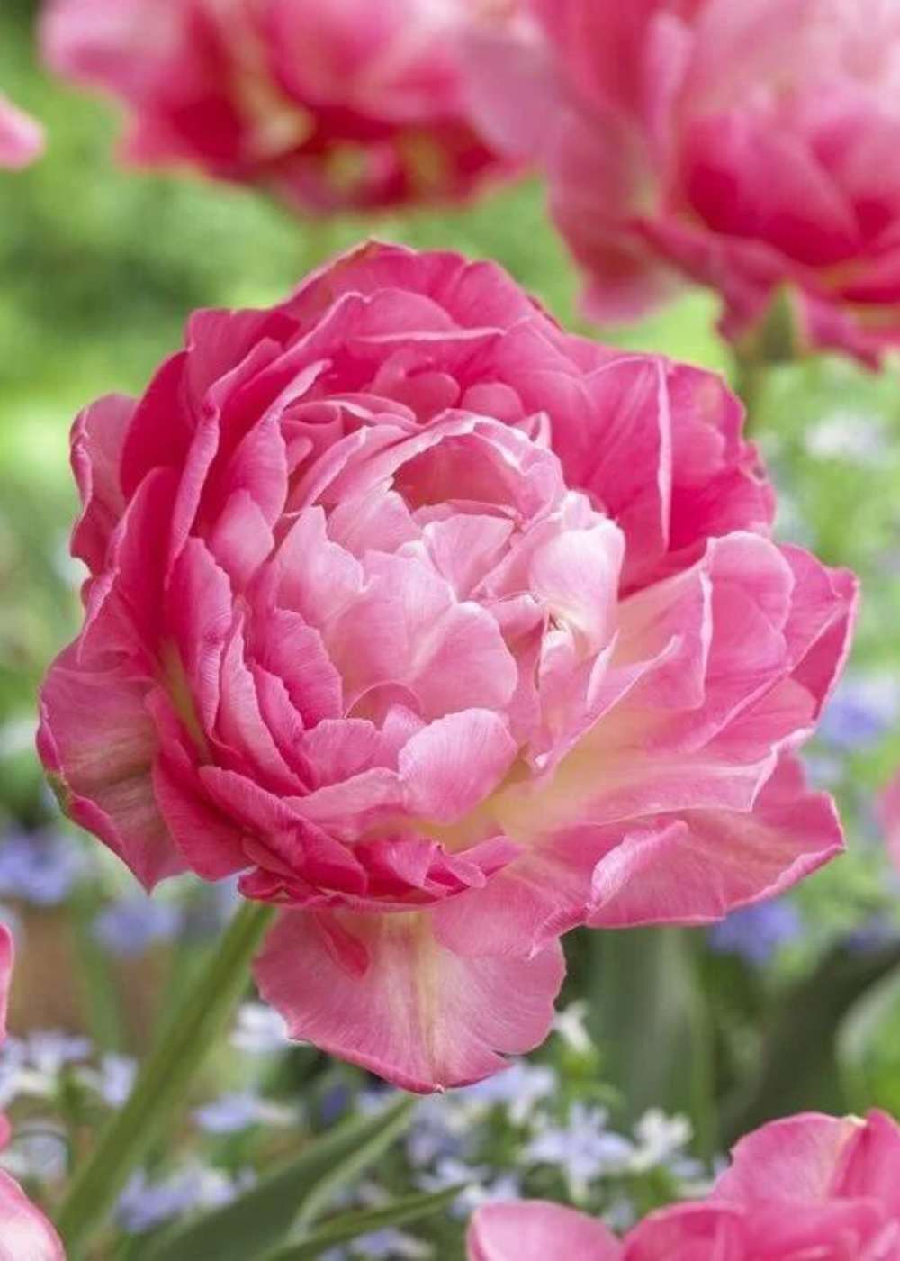 Pre-Cooled Double Sugar Tulip Bulbs