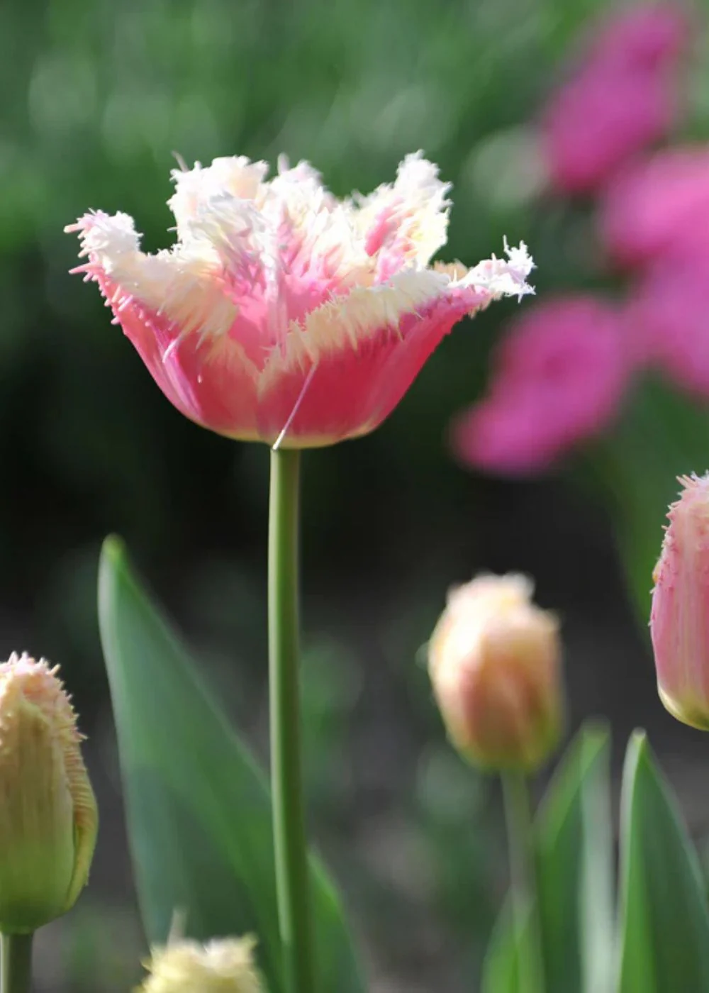 Pre-Cooled Hawaii Tulip Bulbs - Image 2