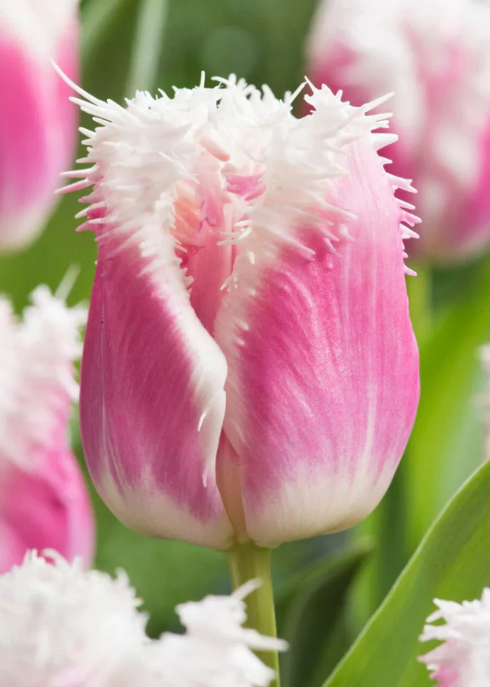 Pre-Cooled Hawaii Tulip Bulbs - Image 3