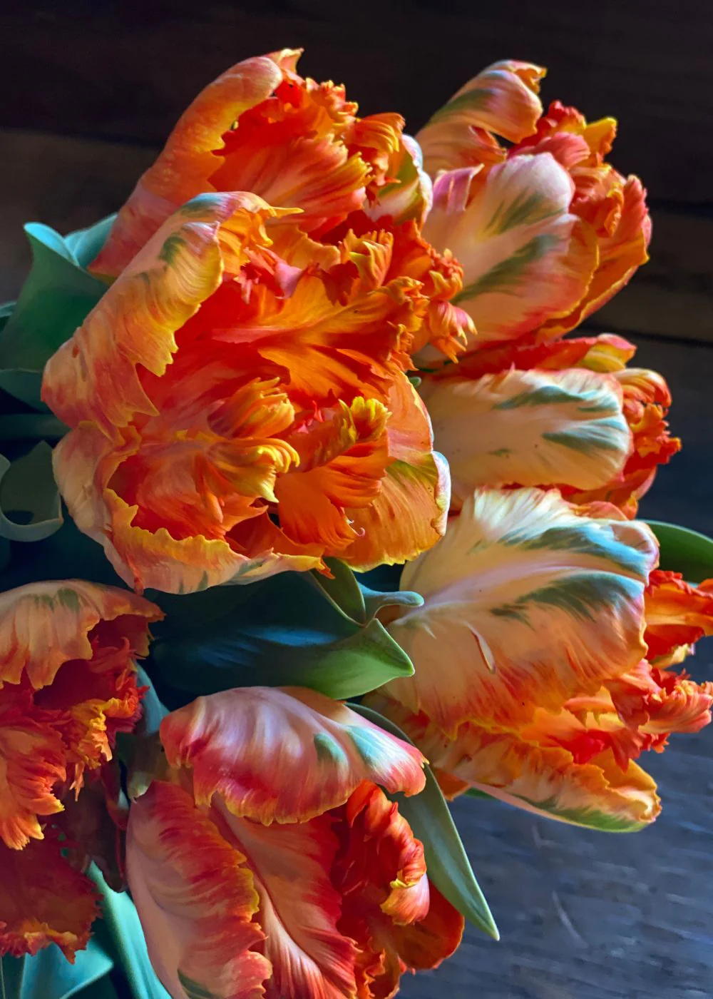 Pre-Cooled Parrot King Tulip Bulbs