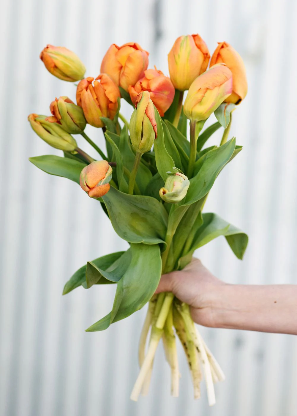 Pre-Cooled Parrot King Tulip Bulbs - Image 2