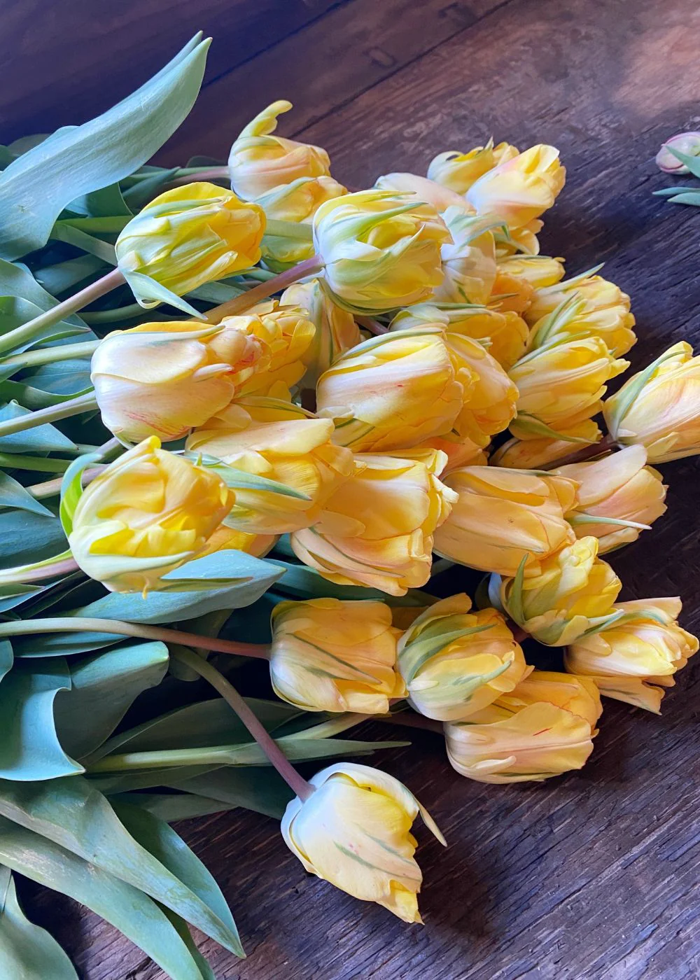 Pre-Cooled Akebono Tulip Bulbs