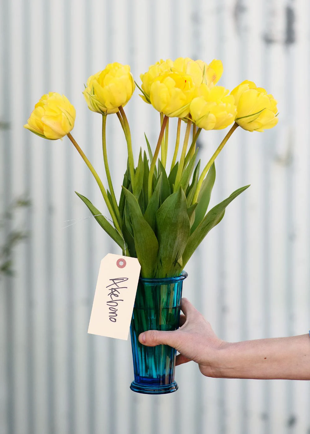 Pre-Cooled Akebono Tulip Bulbs - Image 2